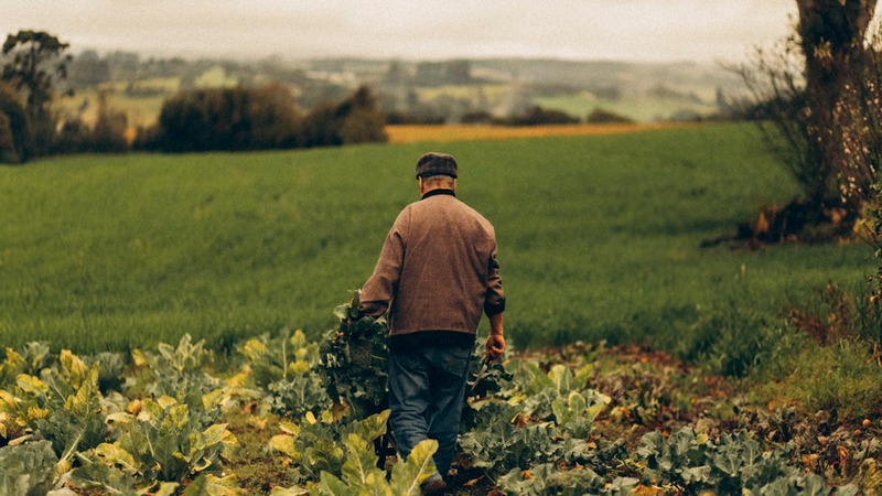 Person walking through a field of leafy crops, carrying harvested vegetables under a cloudy sky.